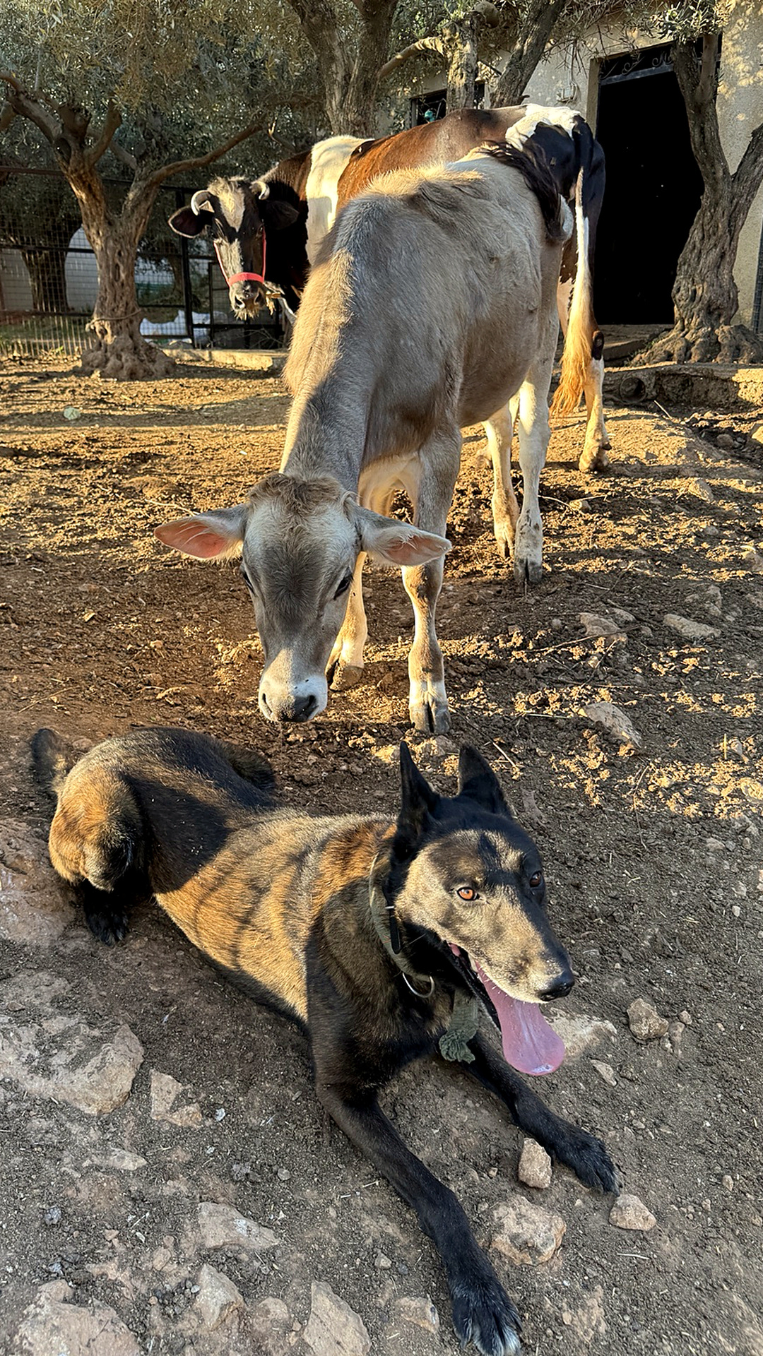 Animals under olive trees