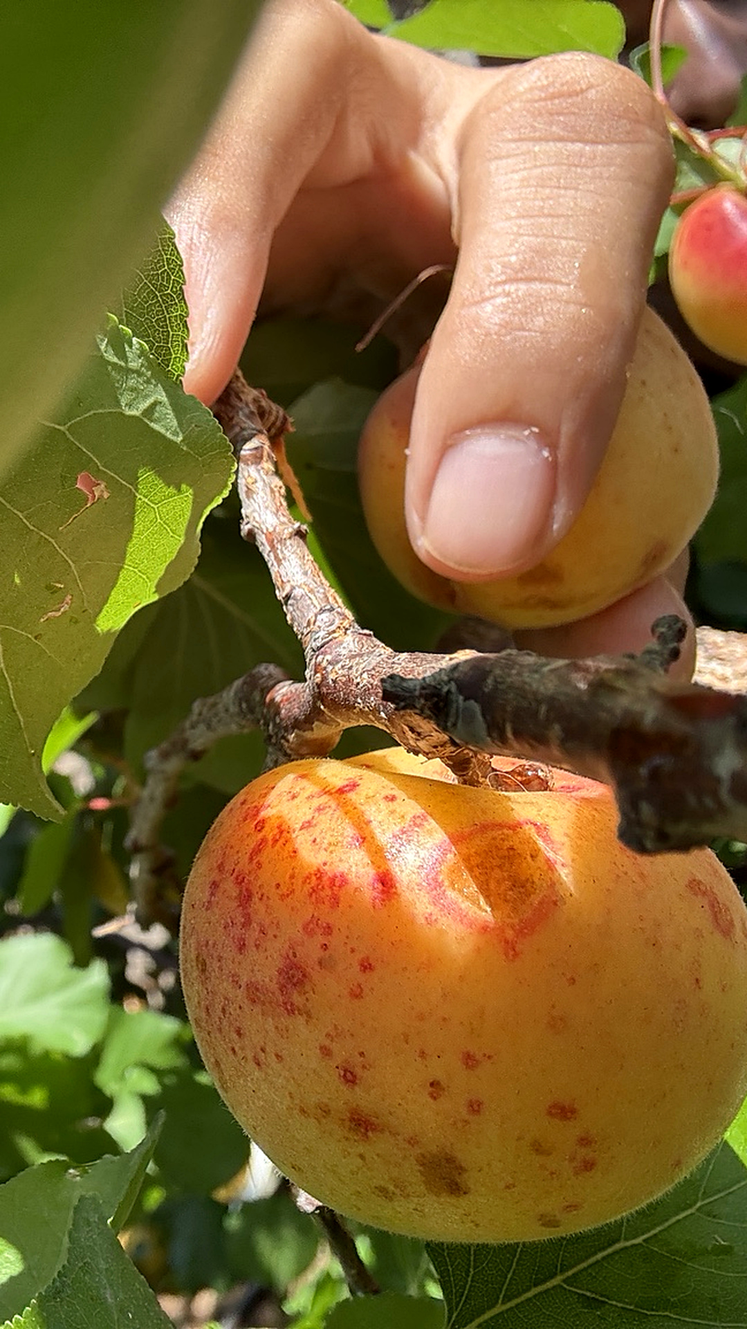 Apricot harvest