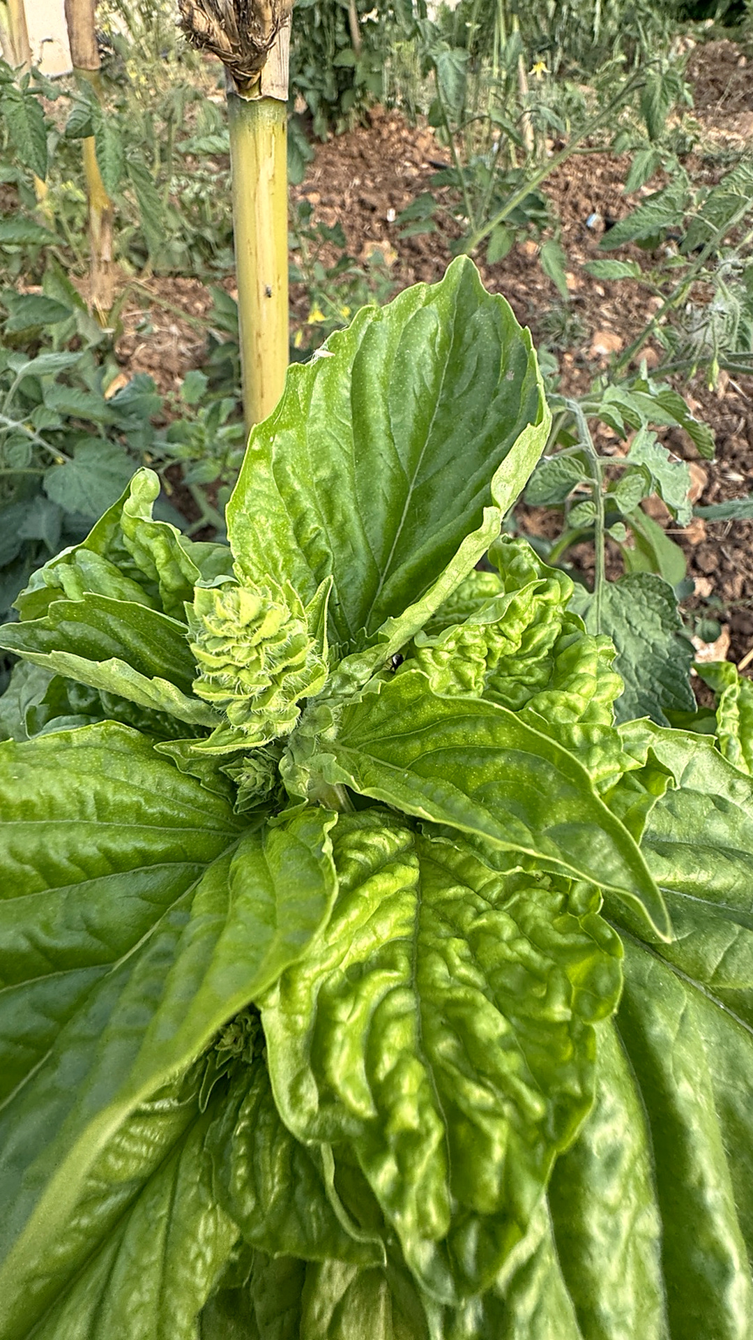 Fresh basil