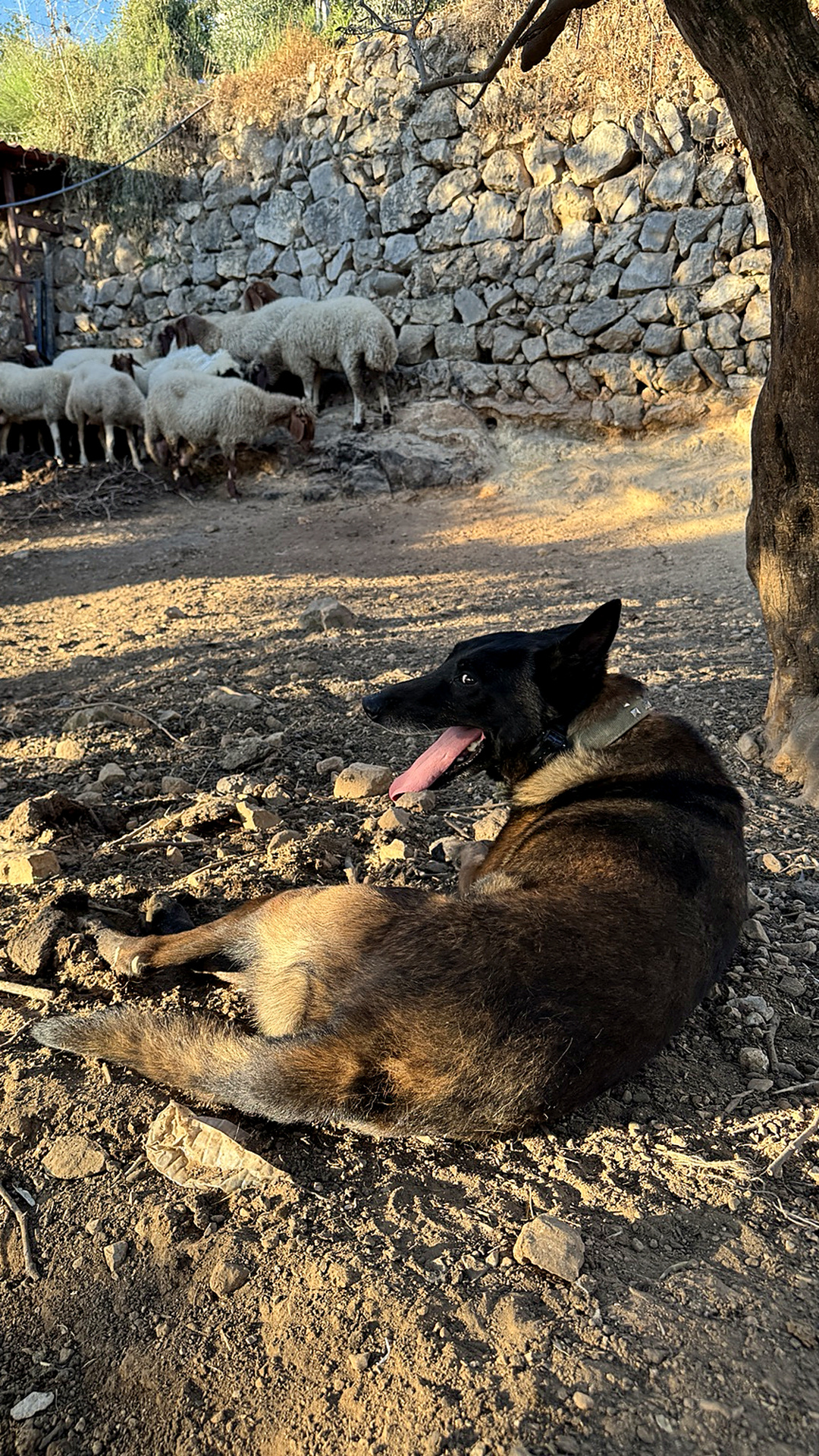 Dog watching sheep