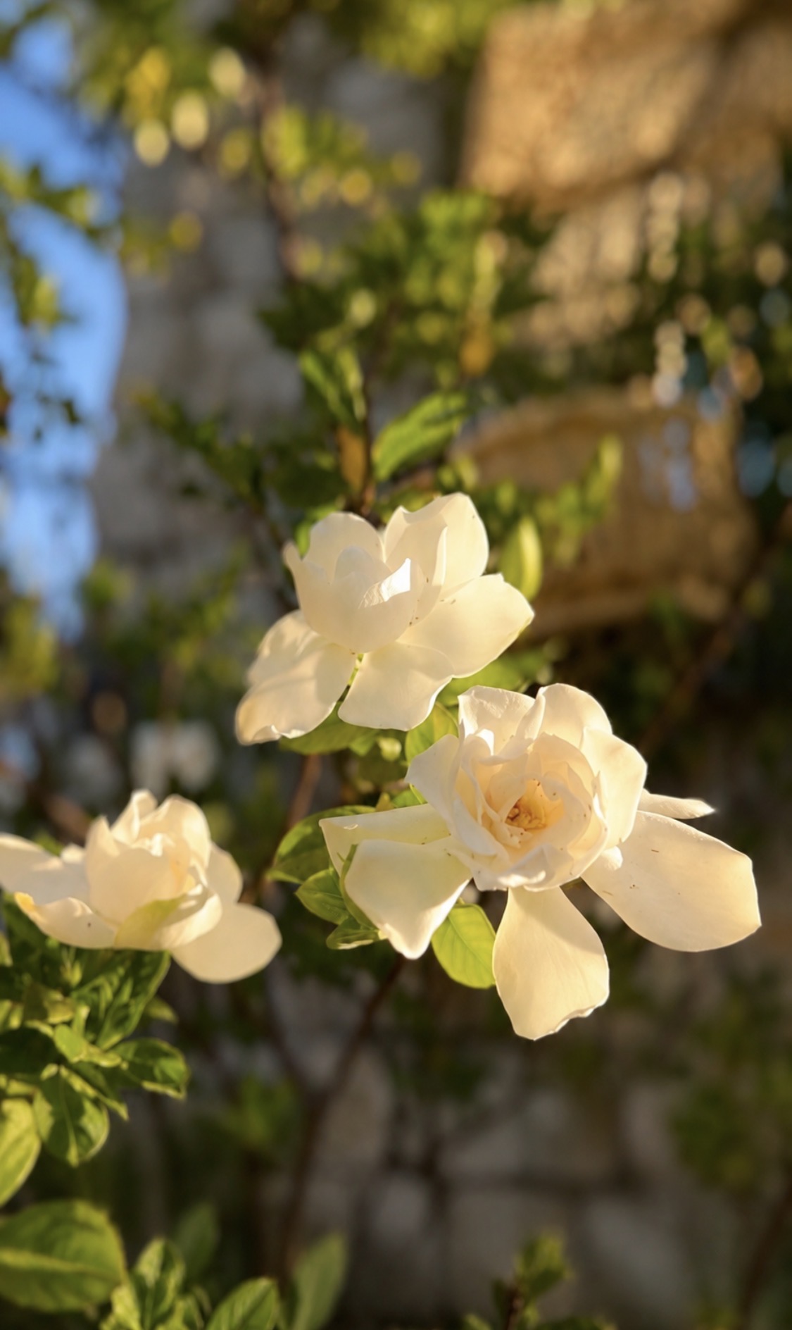 Gardenias in evening light