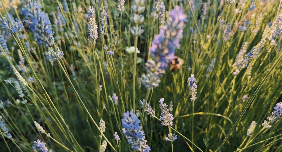 Lavender at Vallora State