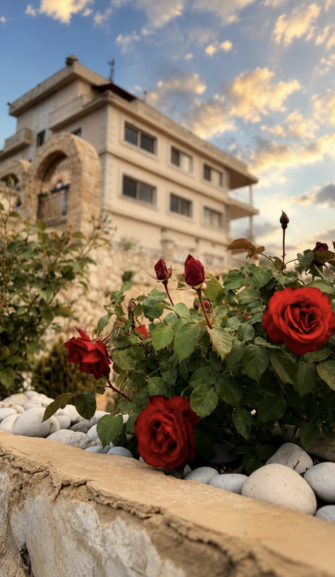 Roses at dusk